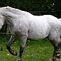 Spanish Norman Horse 1 (28)